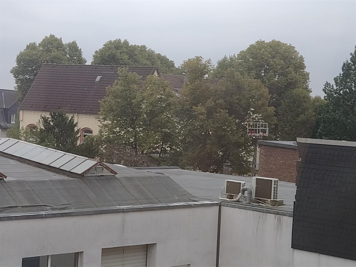 baumfaellungen sontumer str.